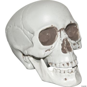 Skull With Moveable Jaw Halloween Decoration