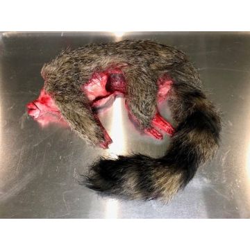 Animal Prop Raccoon