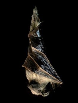 Animated Hanging Bat