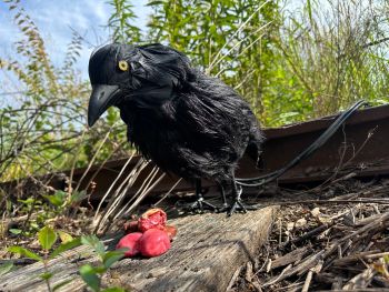 Pecking Crow (Pneumatic)